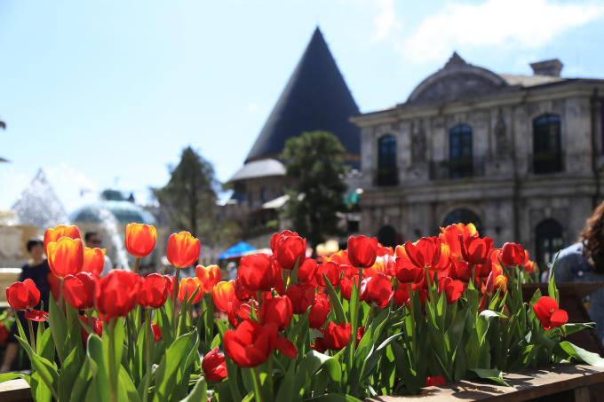 Đón Tết thật phong cách với triệu hoa tulip trên đỉnh Bà Nà