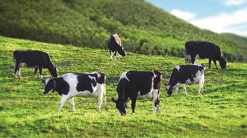 Theo các chuyên gia, chăn nuôi bò sữa là lĩnh vực cần bảo hiểm nông nghiệp bắt buộc.