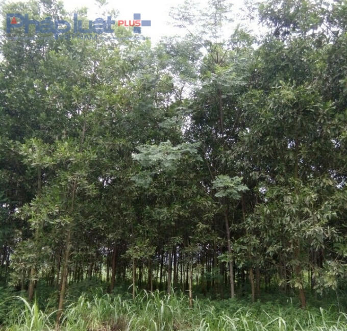 Diện tích đất hai lúa khá lớn đã bị trưởng thôn Lê Thế Đức chiếm dụng, trồng keo tràm. (Ảnh: A.Thắng)