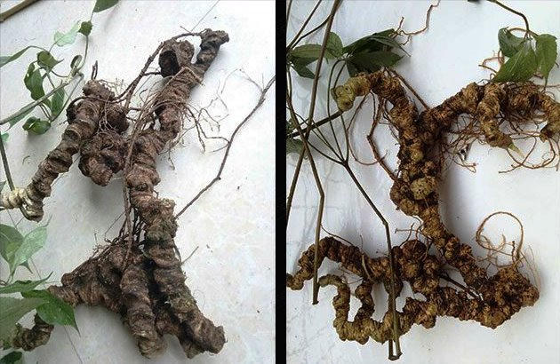 Sâm Ngọc linh - loại sâm quý của Việt Nam và nổi tiếng thế giới.