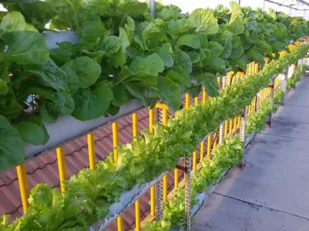 Hệ thống trồng rau sạch bằng phương pháp thủy canh Totha.