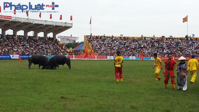 Cặp trâu đầu tiên thi đấu trong tiếng reo vang của khán giả.              Rất đông người hâm mộ không mua được vé vào sân khi khán đài chật cứng.                    Nhiều người phải chọn xem qua màn hình ti vi ở phía ngoài sân.