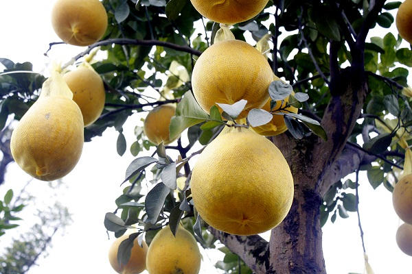 Bước đầu là đi mua cây bưởi trưởng thành sau đó mang về trồng trong chậu và chăm sóc cho cây khoẻ, đến một giai đoạn cây khoẻ mạnh người làm cây tiến hành ghép mắt những loại quả như cam, bưởi, quýt, phật thủ… để sau này ra quả tạo thành năm loại quả khác nhau trên một cây mà người ta thường gọi là “cây ngũ quả”.