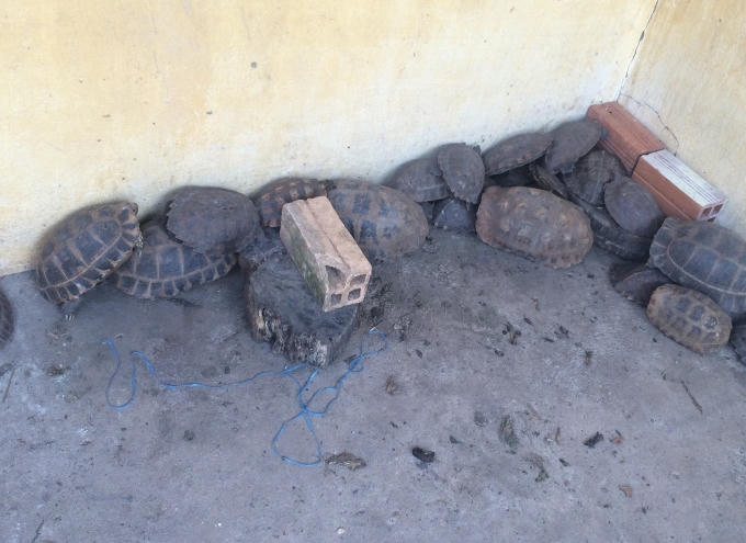 Các cá thể rùa đang được chăm sóc tại Chi cục Kiểm lâm tỉnhTây Ninh.