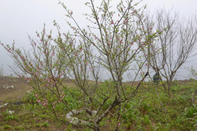 Những cây Đào hiếm hoi còn có hoa trên cây.