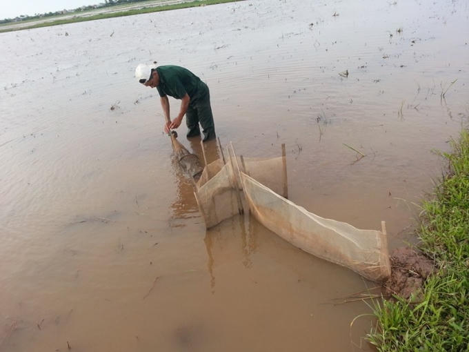 Nghề đặt đó bờ là một nghề truyền thống của người dân huyện Kim Sơn.