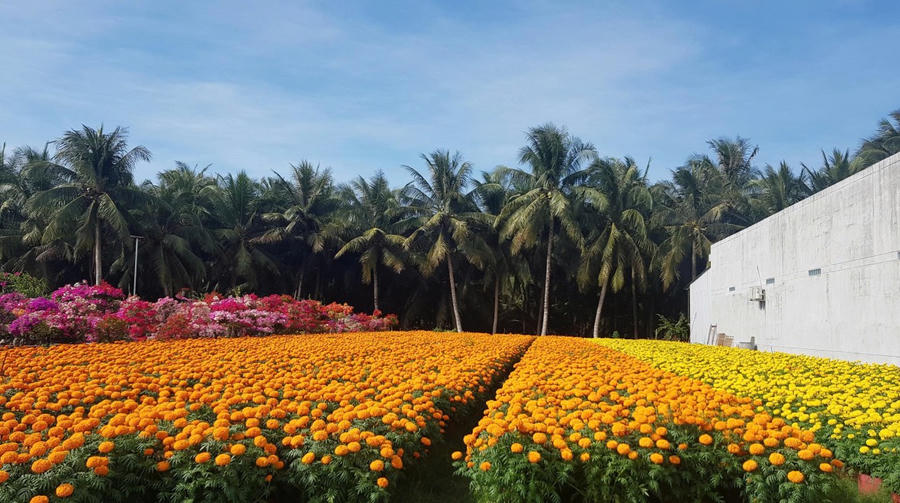 Huyện Mỏ Cày Bắc đặt mục tiêu xây dựng thành công huyện NTM vào năm 2025.