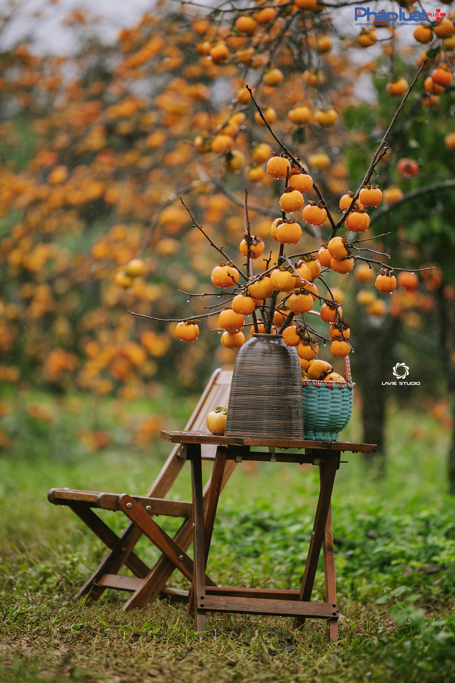 Hồng được thu hoạch làm vật cảnh trang trí đẹp mắt.