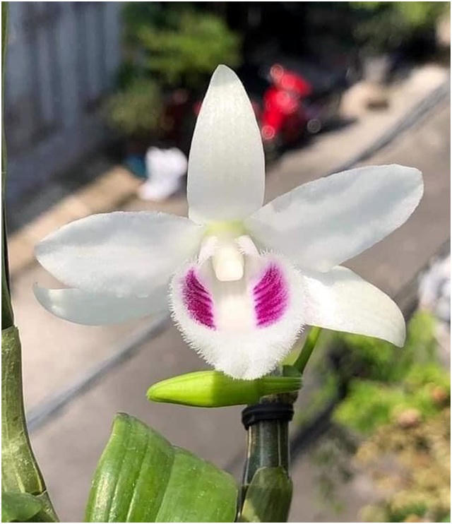 Mặt hoa Bạch Tuyết