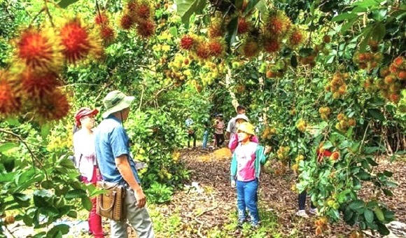 Long Khánh được coi là thủ phủ trái cây của Đồng Nai.