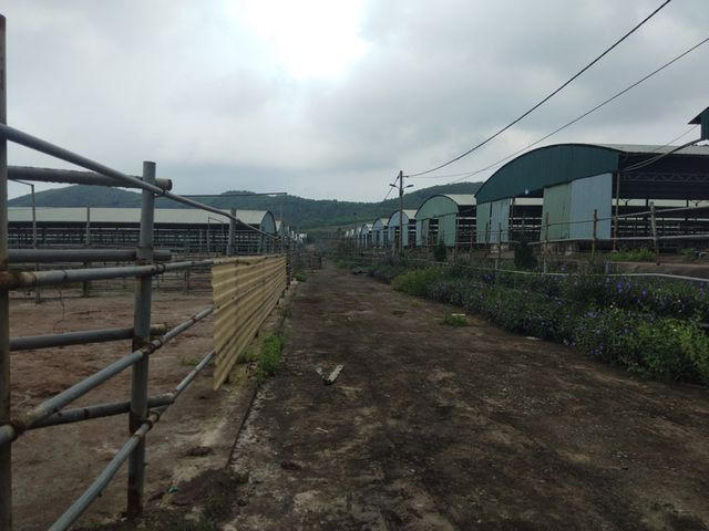 Qua khỏi khu nhà điều hành, PV Dân trí đi sâu ra vào khu trang trại có vị trí nằm ở lưng chừng đồi. Không một bóng người,  tất cả các hạng mục tại trang trại bị bỏ hoang, xuống cấp nghiêm trọng, cỏ dại mọc um tùm. "Có chi mô nựa (Còn gì đâu nữa-PV). Tất cả công nhân nuôi bò không có việc làm đã rời đi từ năm trước rồi"- một lao động vừa được nhận vào trồng chuối trong công trường buồn bã nói.