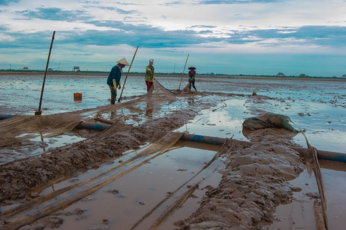 Vun ngao giống để rửa.