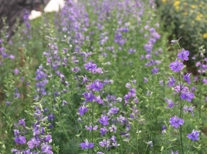 Sắc tím violet luôn đem đến cảm giác man mác trong những ngày xuân và không thể thiếu trên bàn tiếp khách trong dịp Tết.