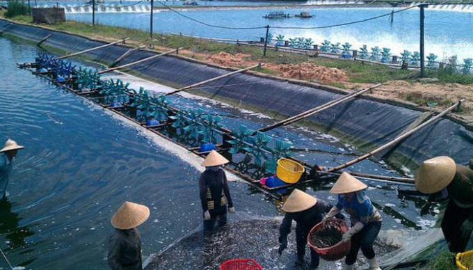 Bộ Nông nghiệp và Phát triển Nông thôn yêu cầu ngành thủy sản phải phấn đấu đạt tốc độ tăng giá trị sản xuất trên 4,69% trong năm 2019 và kim ngạch xuất khẩu thủy sản đạt trên 10,5 tỷ USD.