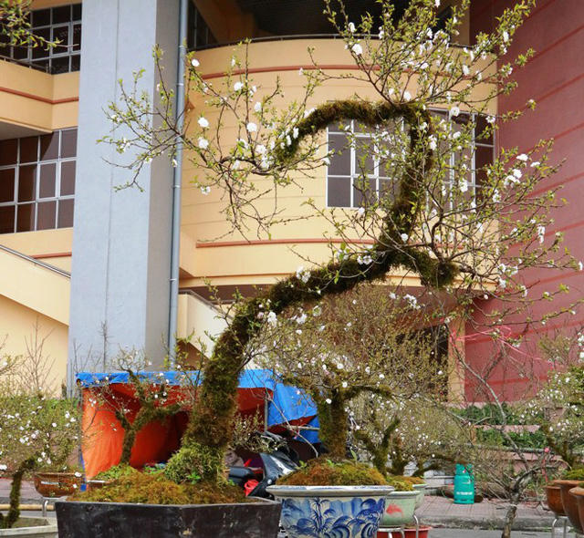 Cây mai trắng được chủ vườn rao bán có giá thấp nhất là chục triệu đồng, đây là cây mai nhỏ, tuổi đời ít. Giá bình quân của hàng chục cây nhất chi mai được rao bán từ 20 - 50 triệu đồng. Có cây được ra giá 80 - 100 triệu đồng. Nhiều người khi nghe giá bán chỉ biết xuýt xoa.