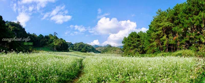 Bản &Aacute;ng m&ugrave;a hoa cải. Ảnh: Ph&ugrave;ng Ch&iacute; Hiếu.