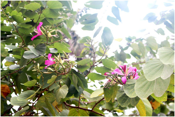 Dù chỉ là tháng 1, cây ban đã nở rộ những bông hoa đầu tiên. Hoa ban thường nở cuối tháng 2 và đầu tháng 3, khi trời đã hết rét.