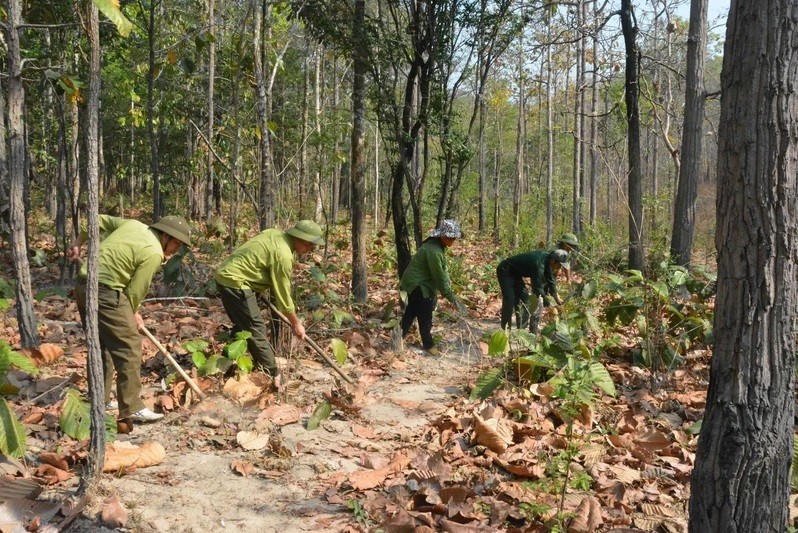 Lực lượng kiểm lâm Vườn Quốc gia Yok Đôn phối hợp với người dân nhận khoán tổ chức phát dọn đường băng cản lửa để phòng, chống cháy rừng trong cao điểm mùa khô. (Ảnh: Tuấn Anh/TTXVN)