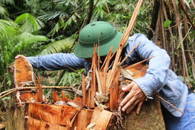 Ảnh minh họa. Tác giả Mạnh Cường