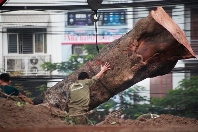 Những cây xà cừ cổ thụ được di chuyển khỏi công trường 