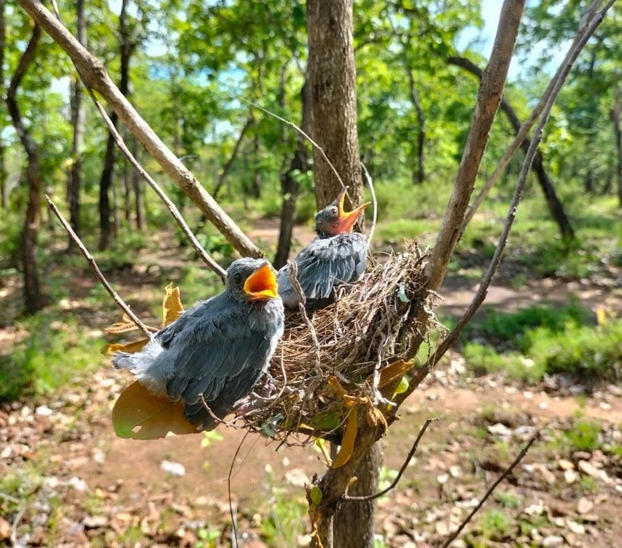 Vườn quốc gia Yok Đôn có hệ chim phong phú với hơn 370 loài.