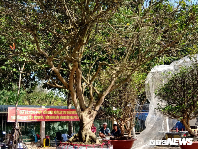Hiện cây mai này đang được rao bán với giá 3 tỷ đồng. Nhiều người thăm mai khẳng định, cây có dáng đẹp nhất từ trước tới nay. Theo chủ nhân, có người trả 2 tỷ đồng nhưng ông không bán.
