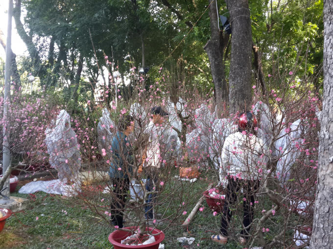 Nhiều người quan tâm với đào Nhật Tân khi đến tham quan chợ hoa tại Công viên Gia Định (Q. Phú Nhuận, TP HCM).