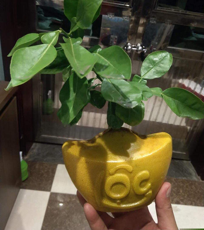 C&uacute;ng Tết bưởi t&agrave;i lộc thỏi v&agrave;ng 1 triệu/cặp: D&acirc;n Thủ đ&ocirc; cầu ph&uacute; qu&yacute;