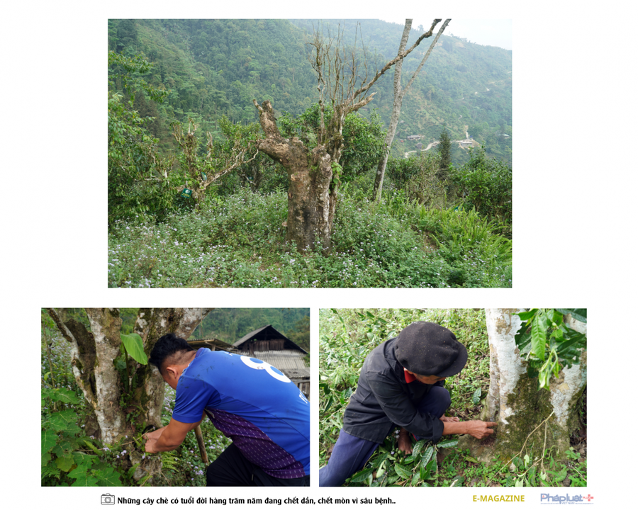 Đau đáu tìm cách bảo tồn và phát triển cây chè shan tuyết cổ thụ