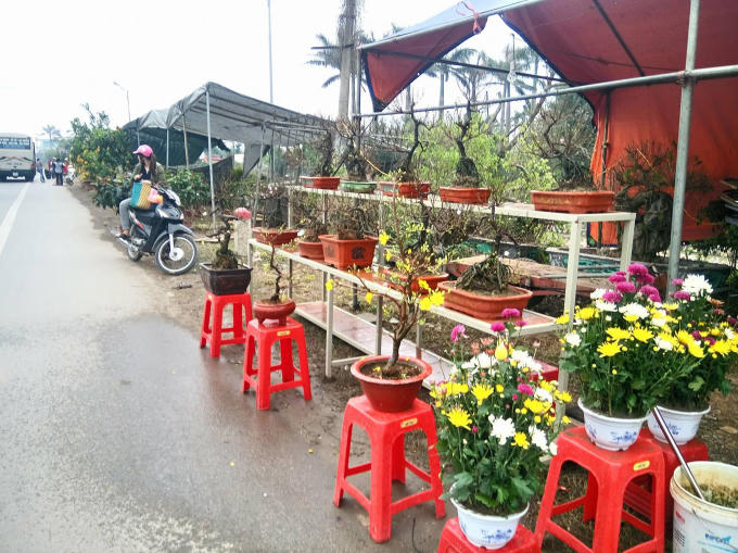 Nhiều loại hoa, cây cảnh đua nhau khoe sắc hai bên đường.