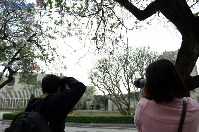 Hoa Ban cũng không "thoát" khỏi các nhiếp ảnh gia. (Ảnh: Đức Biên)