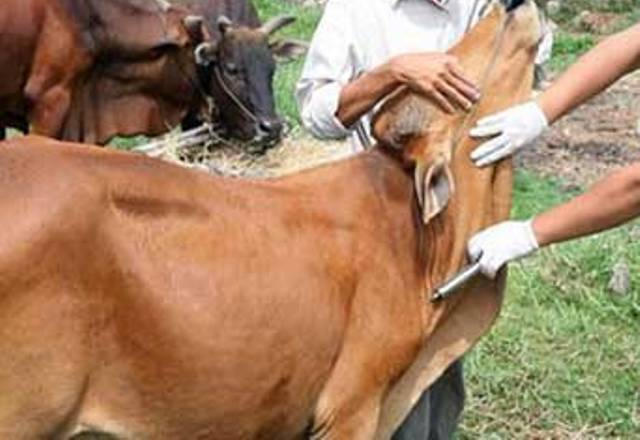 Trưởng thôn Nguyễn Xuân Yên đã bị cán bộ thú y dùng ống kim tiêm cỡ lớn dùng cho trâu bò, đâm 3 nhát.