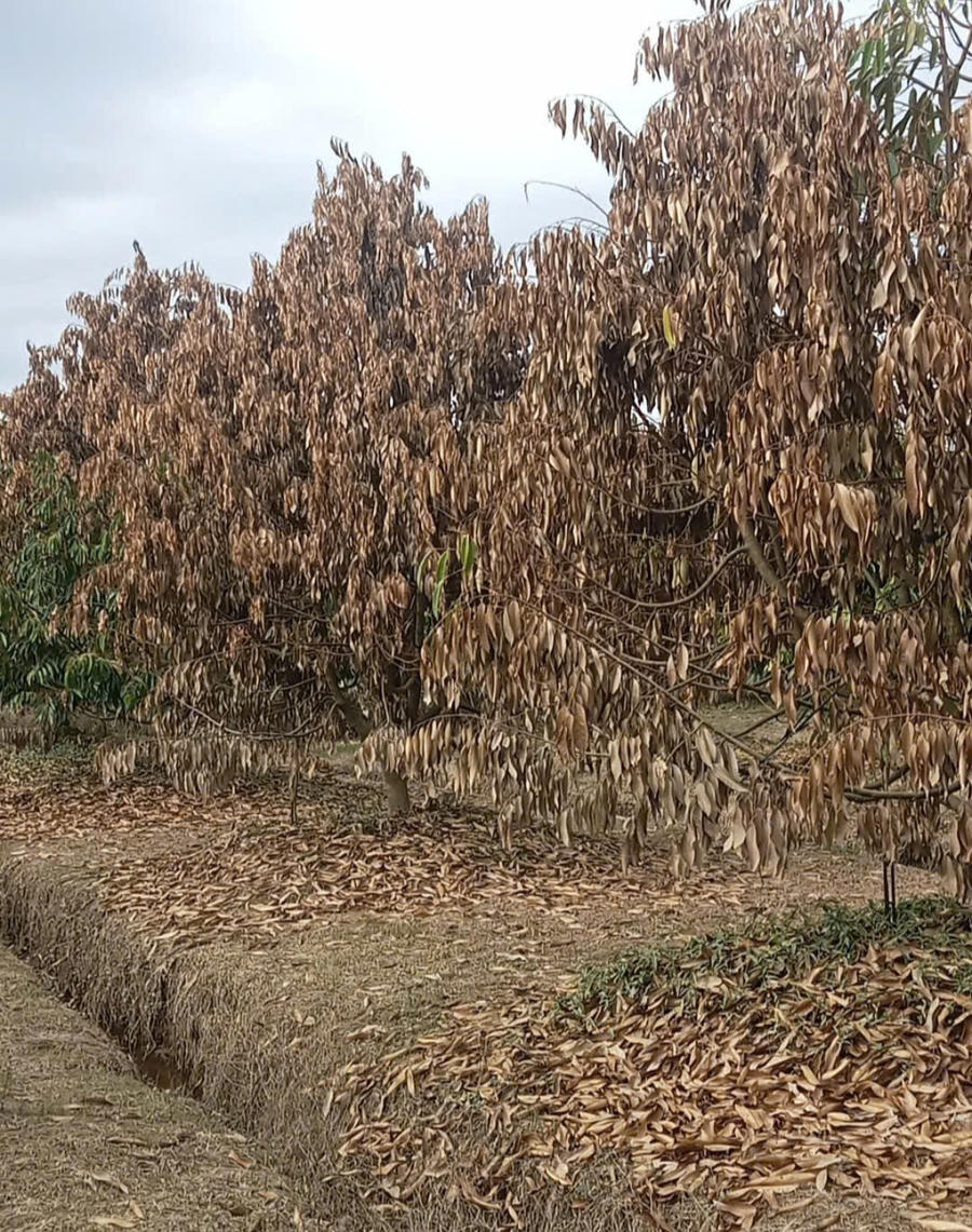 Khi nước rút vườn sầu riêng của nông dân đã chết khô. Ảnh: K.P