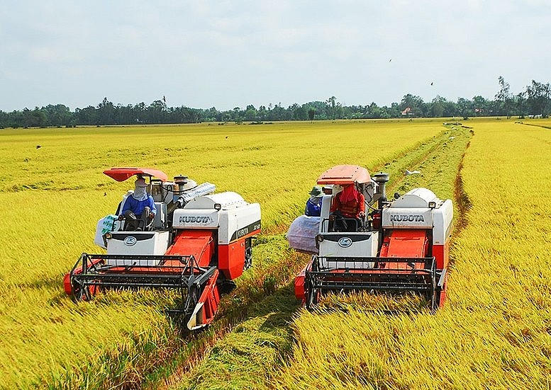 Tạo cơ chế về vốn vay giúp ngành sản xuất lúa gạo vượt qua "khủng hoảng" về giá