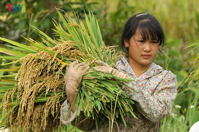 Cả những em học sinh tranh thủ ngày nghỉ giúp bố mẹ