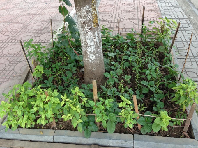 Rau sạch được người dân