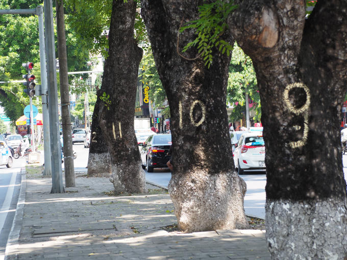 Những cây xà cừ này được đánh số thứ tự để tiện theo dõi trước ngày bị chuyển đi.