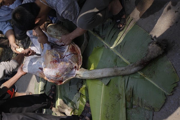 Tuy với giá mà chủ nuôi “hét” 300 nghìn đồng/kg, nhưng đã có rất nhiều người đến mua.