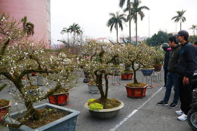 Người dân kéo nhau đến xem vườn nhất chi mai tại hội chợ hoa xuân Ninh Bình năm 2018.