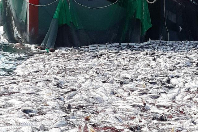 Đây là lần thứ 2 ngư dân đánh bắt được mẻ cá bè lên đến hàng trăm tấn ở ngư trường Cồn Cỏ.