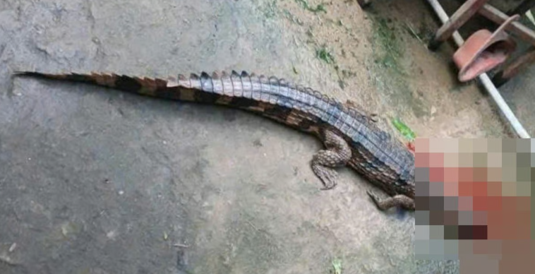 Hình ảnh trích xuất khi con cá sấu sổng chuồng và cắn chân người thầy giáo ở Tây Ninh.