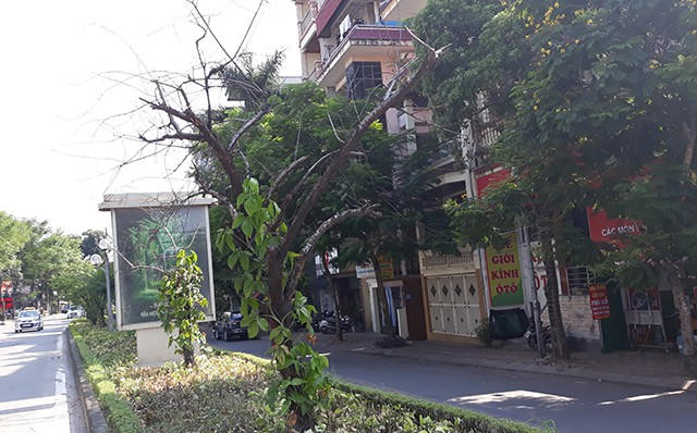 Hà Nội: Hàng loạt gốc đào cổ chết khô trên đường Lạc Long Quân