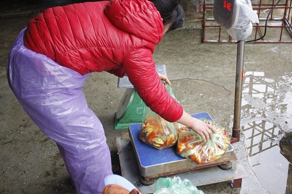 Chủ yếu những người mua cá chép ở chợ Yên Sở sau đó mang về chợ nhỏ bán lẻ. Ảnh: Như Trường.