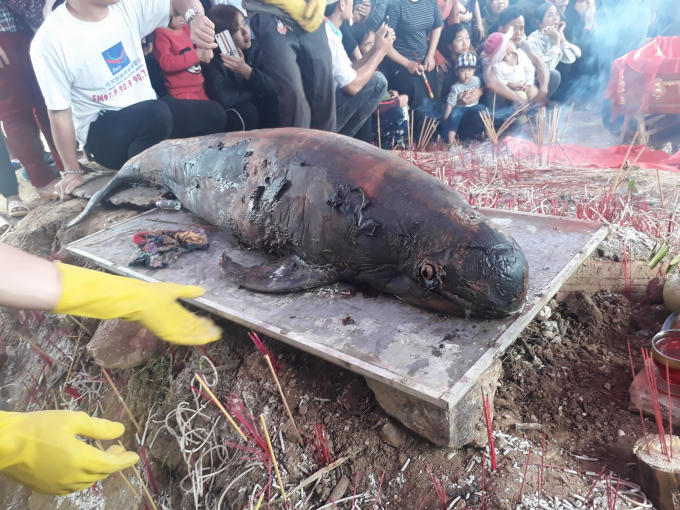 Cá ông dài khoảng 1m nặng khoảng 40 kg được phát hiện trôi dạt vào cửa sông, thuộc địa bàn xã Sơn Hải.