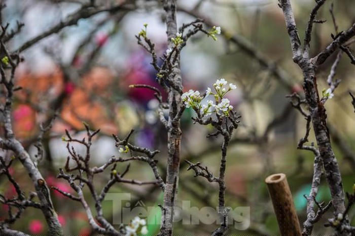 Không giống như những loại hoa khác, hoa lê nở nhiều đợt, mỗi đợt từ 10 đến 15 ngày, nếu mua những cành còn nhiều nụ, có thể chơi được từ 1 đến 2 tháng.