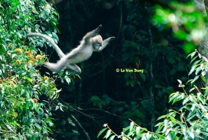 Nhiều đàn vọoc xám Đông Dương đã được phát hiện tại Khu BTTN Xuân Liên. Ảnh: Sở Nông nghiệp và Phát triển nông thông Thanh Hóa cung cấp.