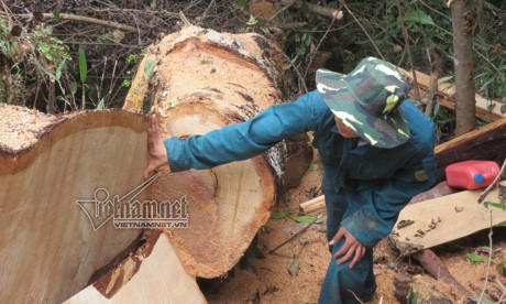 Những cây pơ mu lớn vừa bị lâm tặc đốn hạ chưa lấy hết gỗ