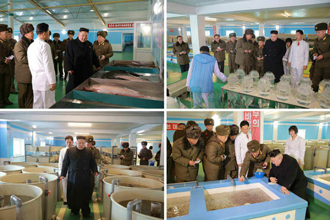 Một số hình ảnh trong chuyến thăm trang trại cá của ông Kim Jong-un. (Ảnh: Rodong Sinmun)
