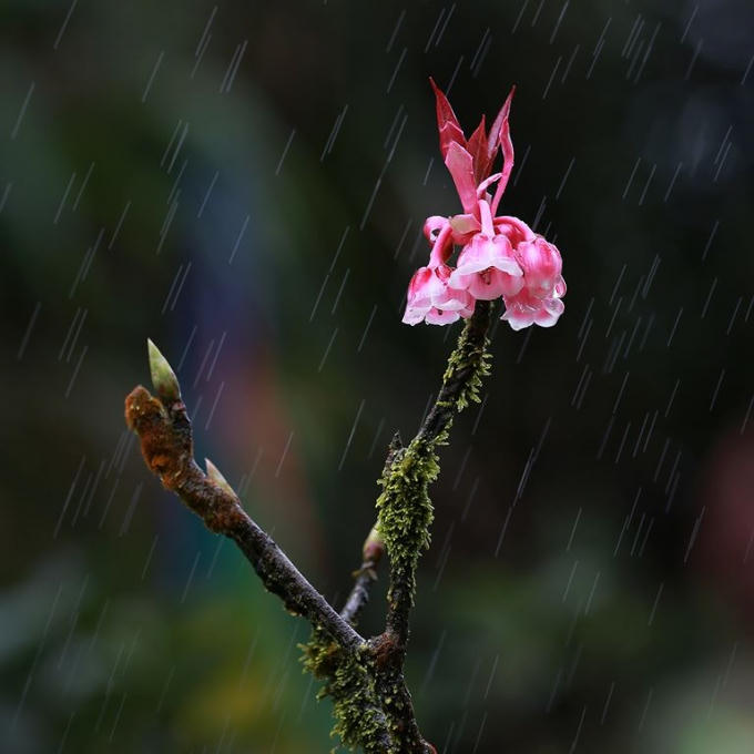 Cánh đào chuông treo lơ lửng trên những thân cây thô mộc dưới mưa.