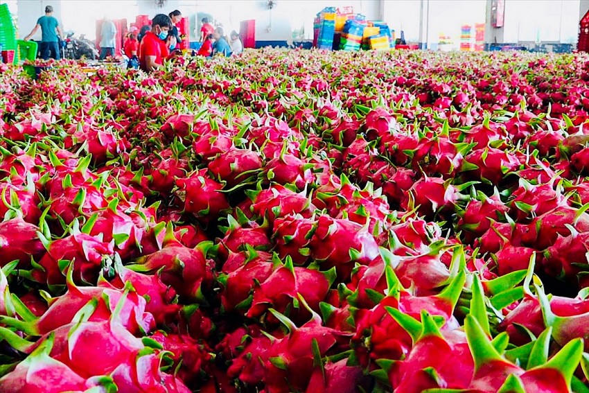 Thủ tướng chỉ đạo giải quyết nông sản thanh long, hồ tiêu xuất khẩu.